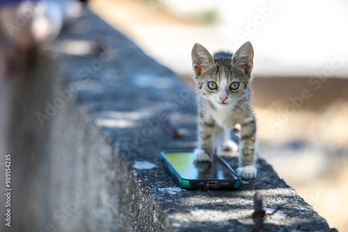 A touching image featuring a sweet stray kitten interacting with a human on a city street