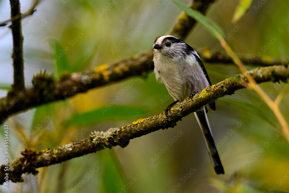 Fototapeta premium Long-tailed tit // Schwanzmeise (Aegithalos caudatus)