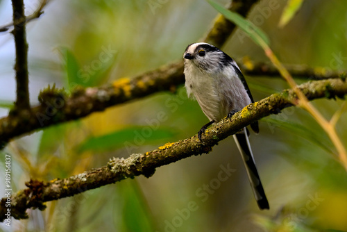 Long-tailed tit // Schwanzmeise (Aegithalos caudatus)