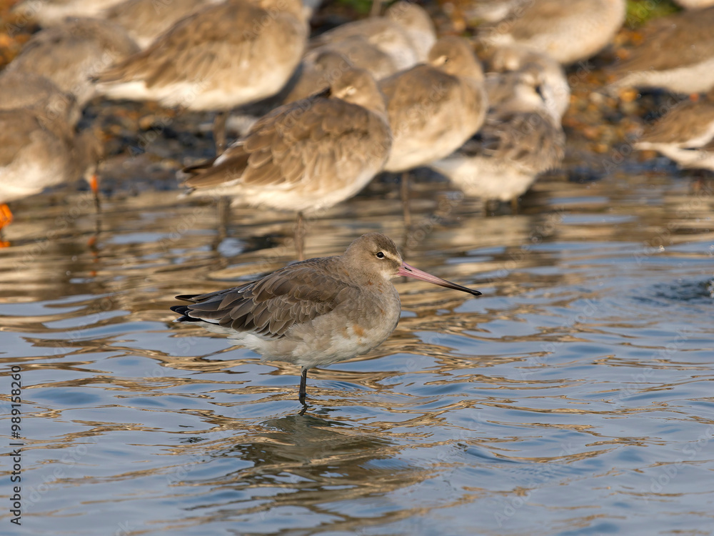 Obraz premium Black-tailed godwit, Limosa limosa