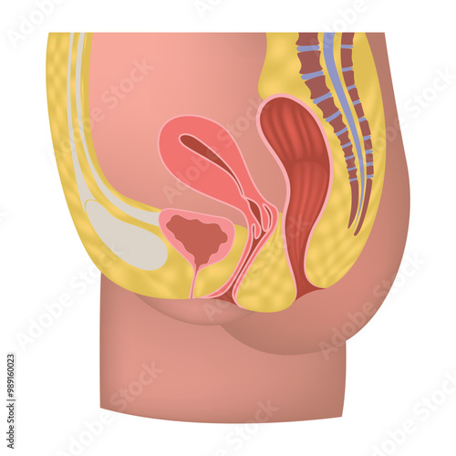 Female anatomy.  Reproductive organs. Medical poster. Vector illustration