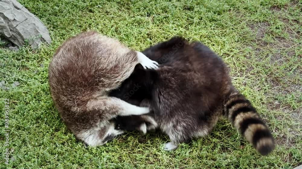 Two raccoons playing with each other close up. North American raccoon Two raccoons playing with each other close up. North American raccoon