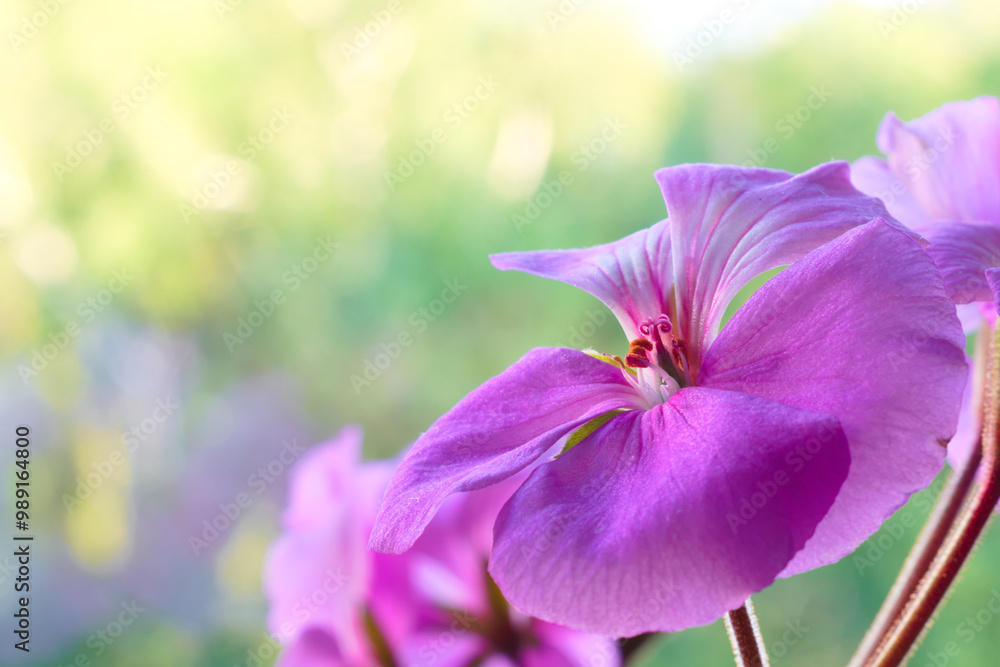 Macro photo of violet geranium flowers