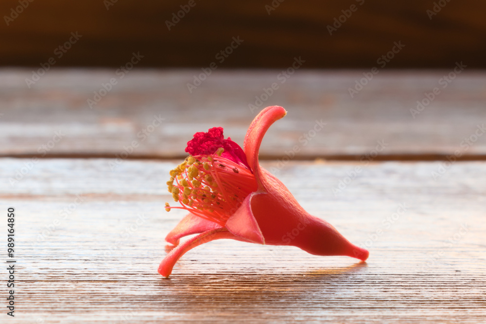 Plucked pomegranate flower on wooden surface