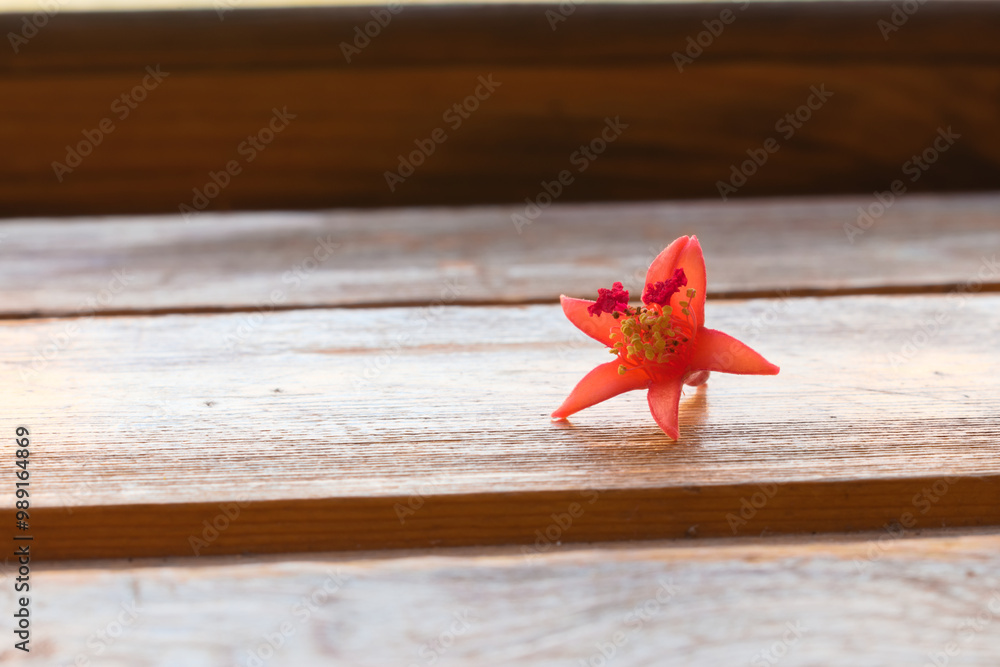 Plucked pomegranate flower on wooden surface