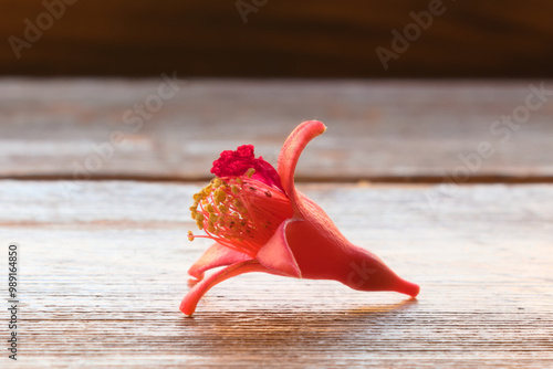 Obraz na płótnie Plucked pomegranate flower on wooden surface w salonie