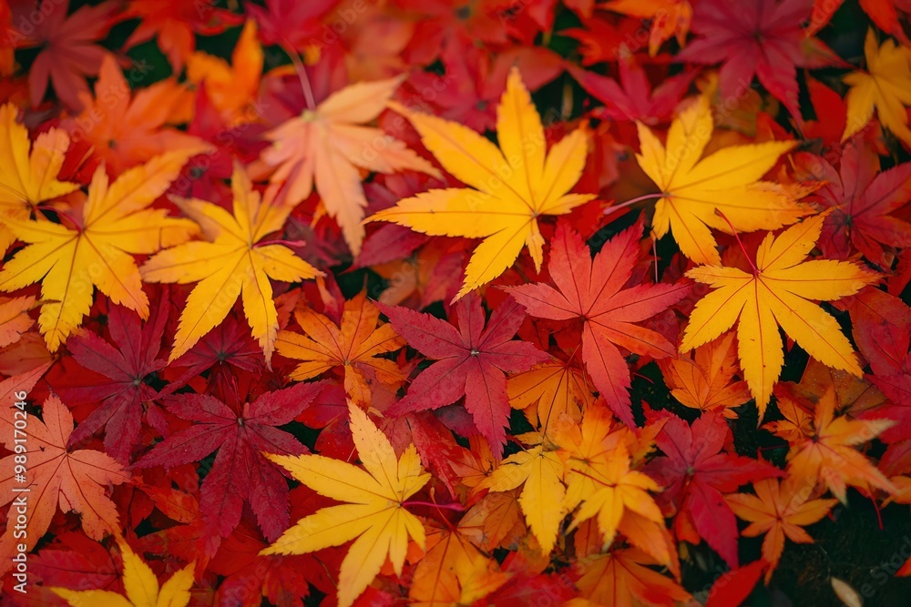 A Close-Up of Vibrant Red and Yellow Autumn Maple Leaves A Close-Up of Vibrant Red and Yellow Autumn Maple Leaves