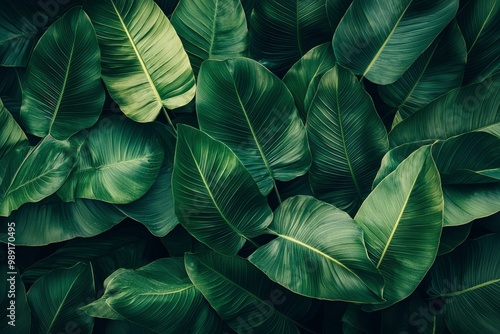 Wallpaper Mural Lush Green Tropical Leaves with Prominent Veins Torontodigital.ca