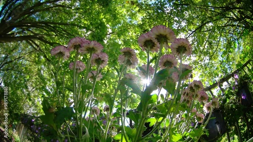 sun rays on bright flowers in the wind