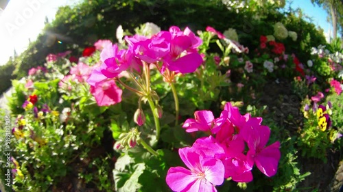 flowers in the garden