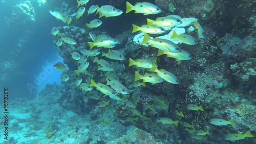 A school of fish in the Red Sea