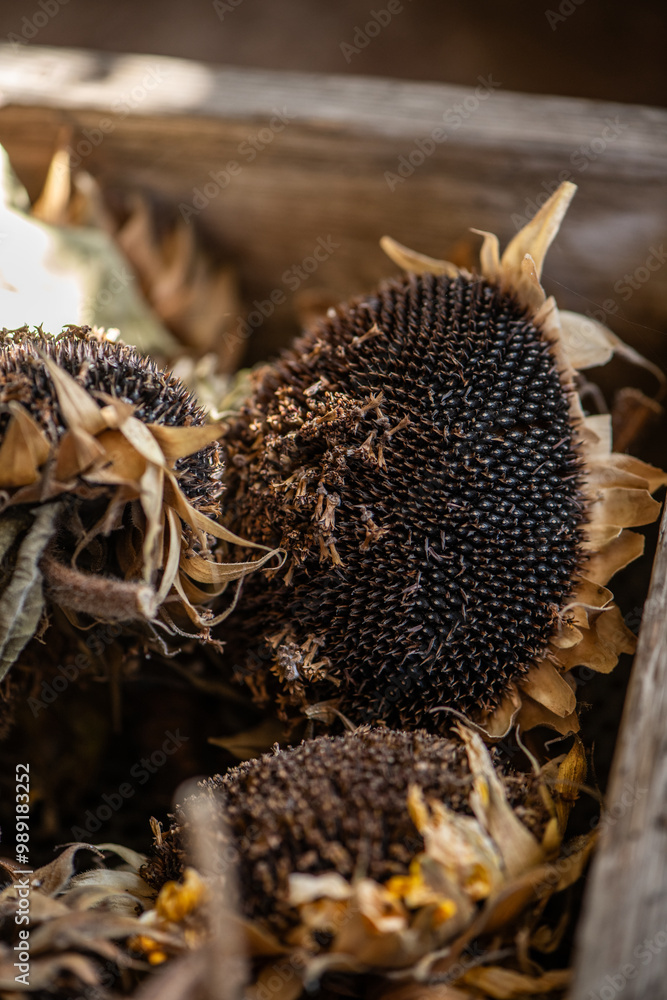 Getrocknete Sonnenblumen, Herbst, Spätsommer
Getrocknete Sonnenblumen, Herbst, Spätsommer