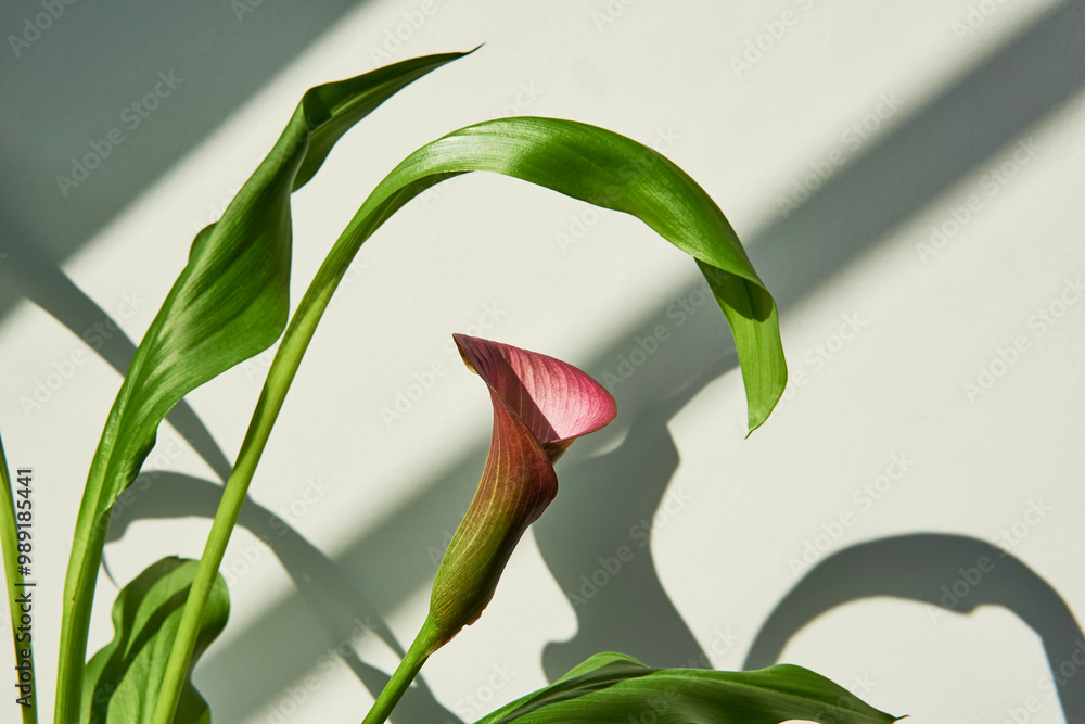 Obraz premium Elegant Calla Lily in White Pot with sunlight Shadows