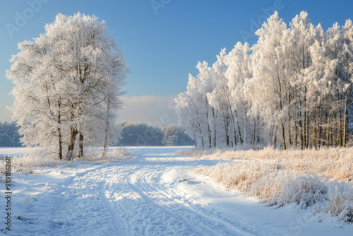 A beautiful winter landscape with trees covered in snow and rime, a field of white grass under the clear blue sky, a road leading to a forest, and sunlight creating shadows on the ground