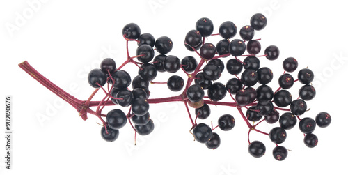 Branch with elderberries isolated on white background.