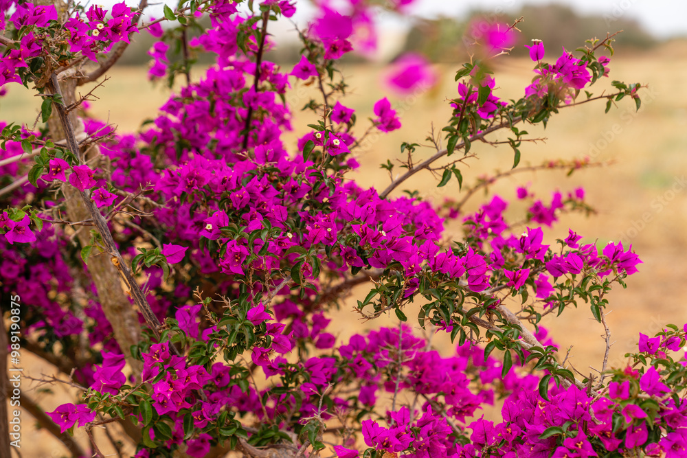 Fototapeta premium Lila Bougainvillea Drillingsblume Strauch am Straßenrand auf Mallorca Spanien
