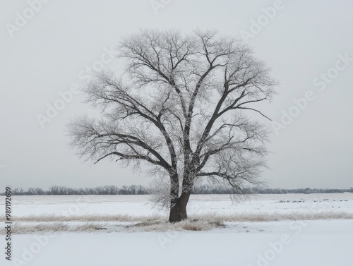 Wallpaper Mural bare tree standing in a snowy landscape during winter, with frost on the branches and a grey sky Torontodigital.ca