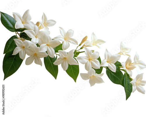 Beautiful branch of white flowers with green leaves, isolated on a white background. transparent background