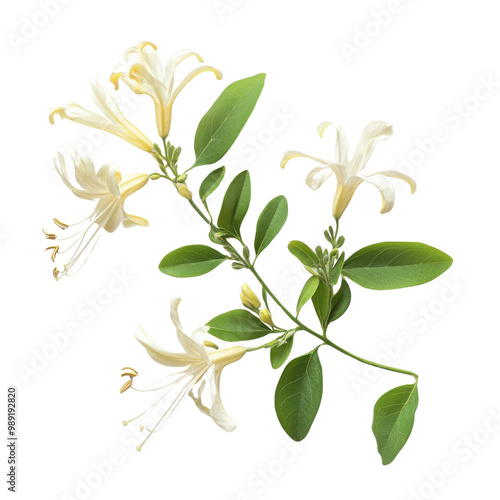 Beautiful honeysuckle flowers on a white isolated background. transparent background