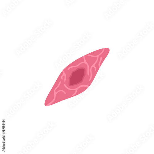 Endothelial Cell Illustration 