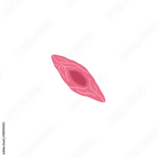 Endothelial Cell Illustration 