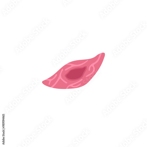 Endothelial Cell Illustration 