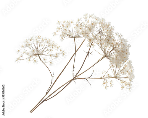 Dried white flower branch isolated on a white background. transparent background