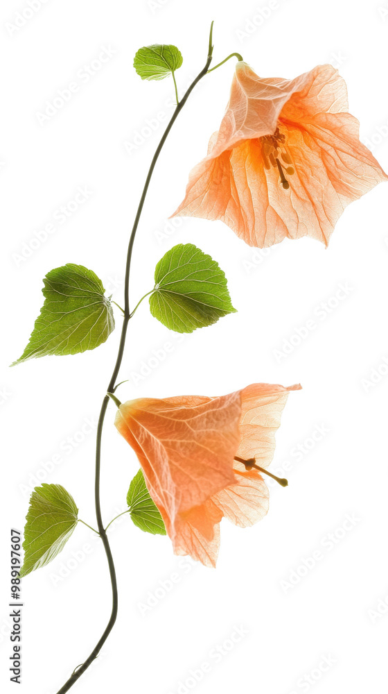 Obraz premium Peach-colored flowers with green leaves on a stem, white isolated background. transparent background