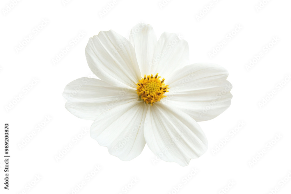 Fototapeta premium White flower with delicate petals, isolated on a white background. transparent background