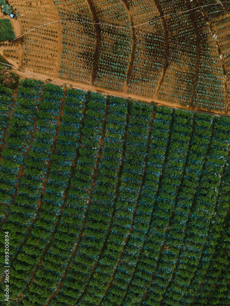 Fototapeta premium Aerial View of Lush Terraced Fields in the Mountains at Sunrise.