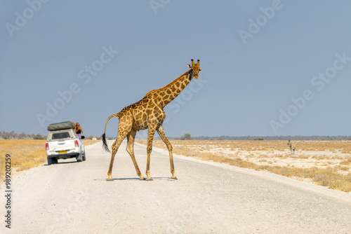 Tableau sur toile Tourists in their car watching a giraffe crossing a gravel road in Etosha Nation