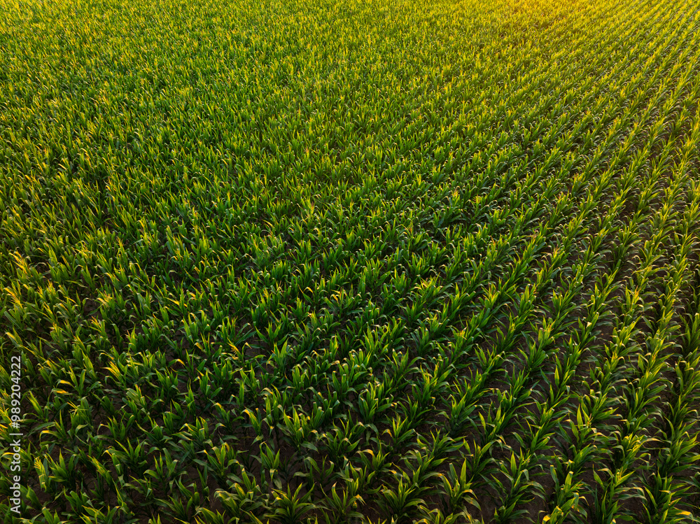 Corn field. Aerial wide angle photo with a massive agriculture corn field in sunrise light. Corn production for food industry. Farming concept photo.
