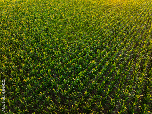 Obraz na płótnie Corn field. Aerial wide angle photo with a massive agriculture corn field in sunrise light. Corn production for food industry. Farming concept photo. w salonie