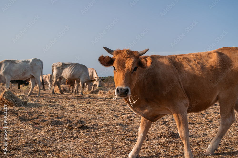 Orange cow calf with horns looks at camera while eating hay Orange cow calf with horns looks at camera while eating hay