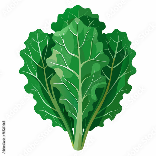 Green kale plant leaves fresh harvest vegetable vector illustration design concept art