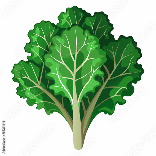 Organic curly kale vegetable with stems detailed botanical vector illustration art design