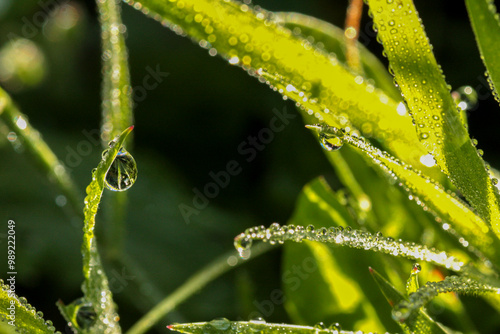 Gouttes d'eau