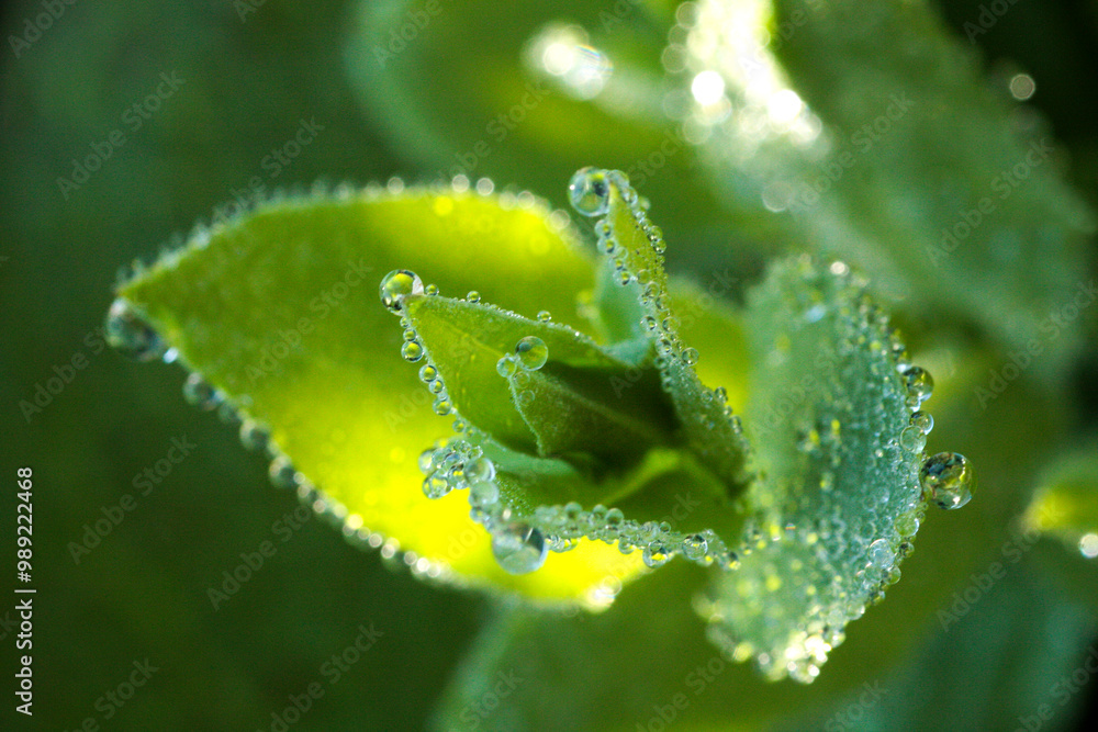 Goutte d'eau Goutte d'eau