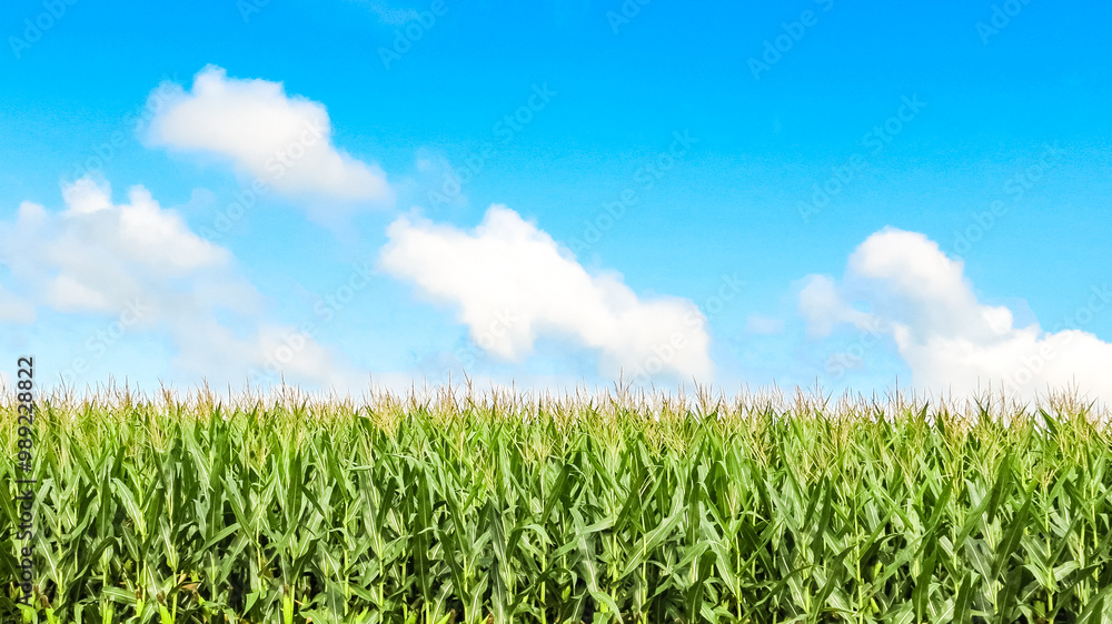 Blue Skies and Corn Field Farm in New York Blue Skies and Corn Field Farm in New York