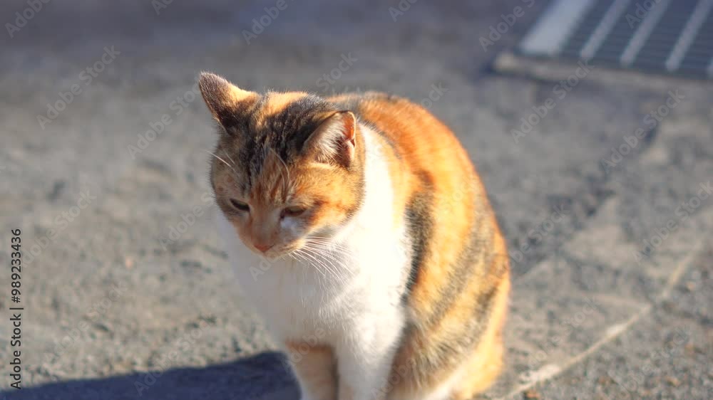 Calico community cat in the park at sunset, looking at camera Calico community cat in the park at sunset, looking at camera