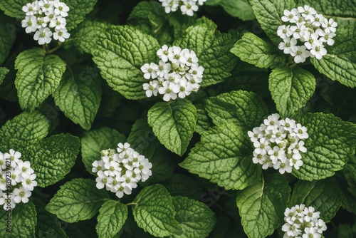 Serene white blossoms surrounded vibrant green leaves