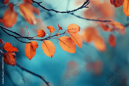 branch of the tree with red orange leaves crisp air of first cold day of autumn photo