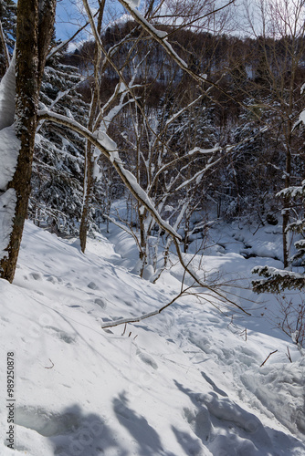 Fresh snowfall in a rural forest photo