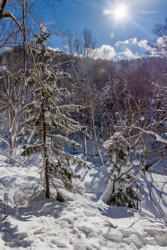 Snow covered forest on a crisp, sunny day photo