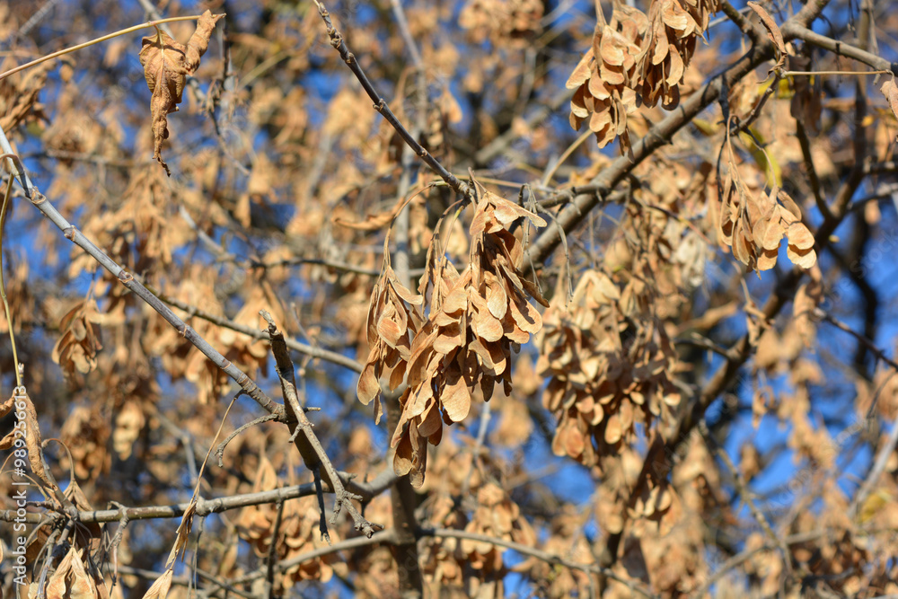 Beautiful and colorful nature, dry and golden maple seeds with dry leaves hanging on trees and branches against a bright blue sky. Beautiful and colorful nature, dry and golden maple seeds with dry leaves hanging on trees and branches against a bright blue sky.
