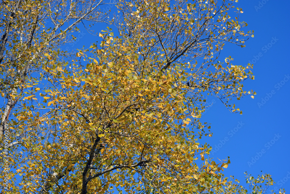 Beautiful and beautiful nature of the autumn park. Dry, bright, golden, yellow-green leaves hang on the tree against the blue sky. Beautiful and beautiful nature of the autumn park. Dry, bright, golden, yellow-green leaves hang on the tree against the blue sky.