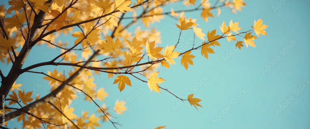 Tree branch with colorful leaves in autumn Tree branch with colorful leaves in autumn
