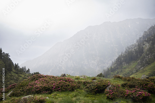 Natural park of valley Comapedrosa at summer with rivers and waterfalls, snow in the mountains, Andorra photo