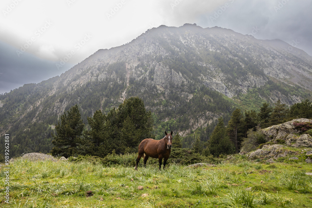 Fototapeta premium One wild horse grazing in the mountains in summer, Andorra