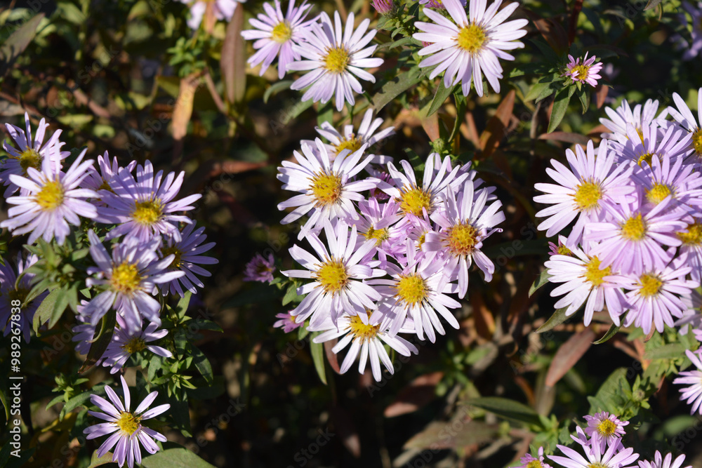 Beautiful and bright, delicate, purple flowers, low bushes of September, colorful asters against the background of small, green leaves illuminated by rays of sunlight. Beautiful and bright, delicate, purple flowers, low bushes of September, colorful asters against the background of small, green leaves illuminated by rays of sunlight.